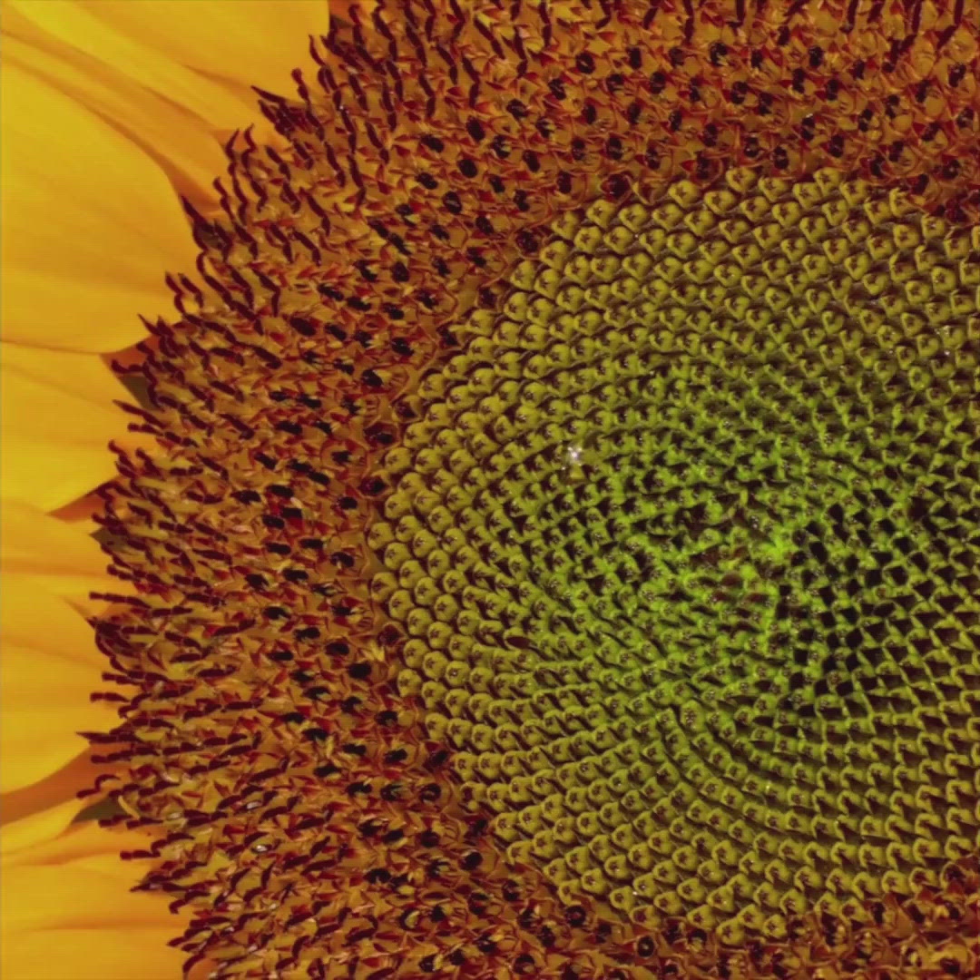 The Foundation: Smoothing Retinol & Vitamin C Lotion